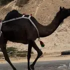 مجهم