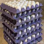 بيض بلدي مخصب للأكل والفقاسات