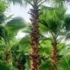 نخيل واشنطن