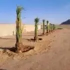 تبوك جميع مناطقها زراعة اشجار النخيل الزيتون
