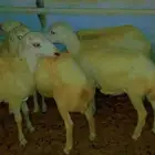 غنم حري للبيع العمر4 شهور