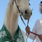 حصان عربي اصيل