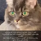 قط شيرازي جميل هادي جدا معقم ومعه كرت التطعيمات وكافة اغراض