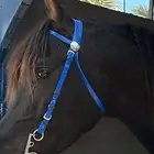 للبيع فحل أدهم شعبي