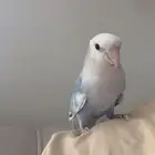 للبيع ببغاء روز أليف جدا