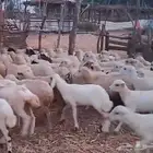 رخال مهجن حري ورفيدي من 450