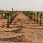 مقاول تركيب وصيانه جمع انواع النخيل