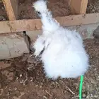 دجاج قطني دجاجتين وديك