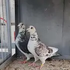 زوج زاجل سباق تم البيع