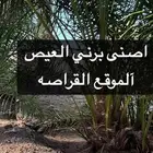 برني العيص.