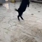 بيع ماعز قزم
