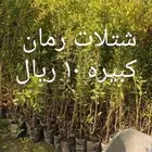 شتلات رمان 10 ريال