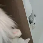 قط للتبني