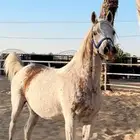 فرس جمال مستورده مميزه