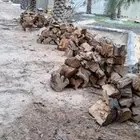 حطب اشجار امريكية