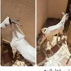 تيس فحل
