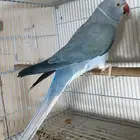 للبيع انثي دره كلير تيل فايلوت تزكواز وايت هيد