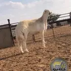 فحل حري