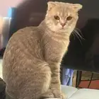 قط مفقود حي غرناطه مكافاه ماليه لمن يعثر عليه