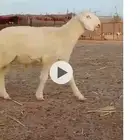 مشروع فحل حري صنف الصنف