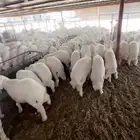 حري و نعيمي خرفان فاخره بلدي 100