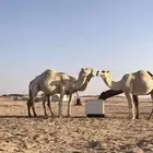 القحتين وبكره صفرا وعشرا مسحوب ولدها على جميع الشروط