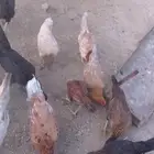 دجاج بلدي