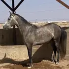 مهره واهو