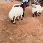 ذبيح نعيم الرياض حي الشفاء أي مكان نوصل فيه ذبح باقي اثنين