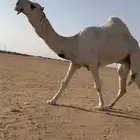 بعير باتلي