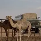 بكره شقحا للبيع عمرها 7 شهور