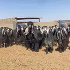 معزا عوارض صنف