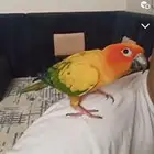 صن كنيور صائع مفقود حي النخيل