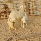 حريه رغوث