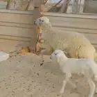 شاه