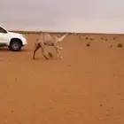 قعود للبيع