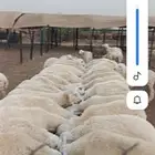 طليان حري