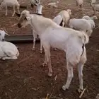 غرب أحد المسارحة