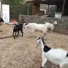 فحل معزا مقشع ثنيه جرم كفو وحار