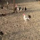 دجاج وديوك بلدي بياض