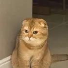ذكر سكوتش بيور للتزاوج