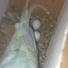 جوز بادجي منتج