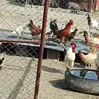 مطلوب ديوك بلدي