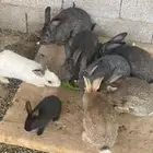 ارانب منتجه بلدي