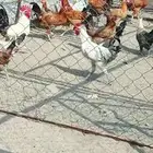 مطلوب دجاج بلدي ذكور