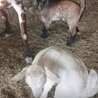 عنز قزمي معها توأم تيس وجفره