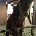 مشروع فحل عارضي