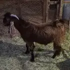 مشروع فحل عارضي