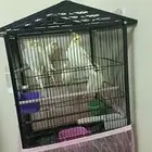 كروانات لاتينو منتجه