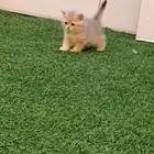 قطط برتش بيور للبيع